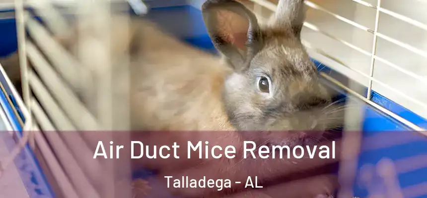  Air Duct Mice Removal Talladega - AL